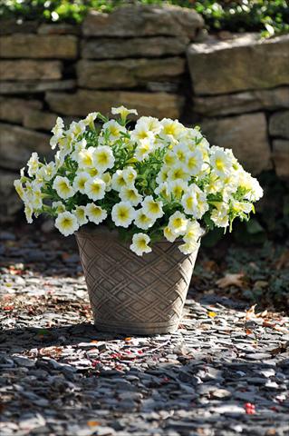 Photo de variété de fleurs à utiliser comme: Pot, patio, Suspension Petunia Bonnie Yellow