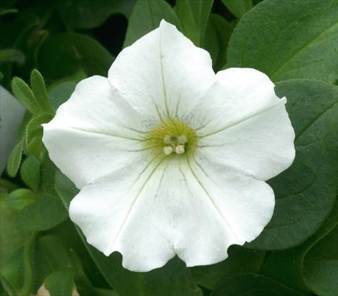 Photo de variété de fleurs à utiliser comme: Pot, patio, Suspension Petunia CompactFamous™ White