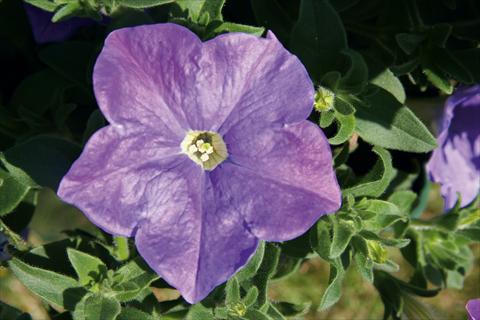 Photo de variété de fleurs à utiliser comme: Pot, patio, Suspension Petunia CompactFamous™ SkyBlue
