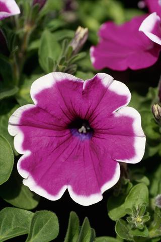 Photo de variété de fleurs à utiliser comme: Pot, patio, Suspension Petunia Famous™ Violet Picotee evol