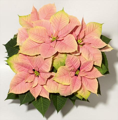 Photo de variété de fleurs à utiliser comme: Pot Poinsettia - Euphorbia pulcherrima Christmas Beauty Nostalgia
