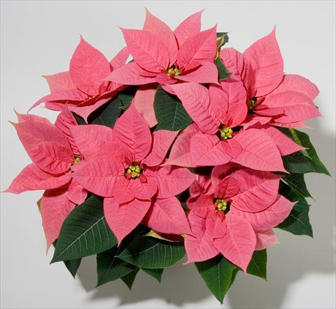 Photo de variété de fleurs à utiliser comme: Pot Poinsettia - Euphorbia pulcherrima Christmas Beauty Pink
