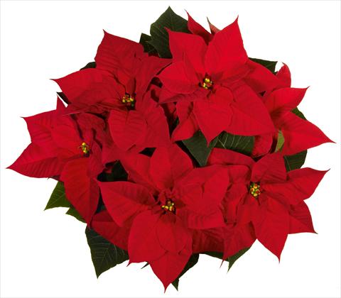 Photo de variété de fleurs à utiliser comme: Pot Poinsettia - Euphorbia pulcherrima Christmas Beauty