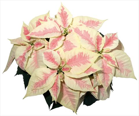 Photo de variété de fleurs à utiliser comme: Pot Poinsettia - Euphorbia pulcherrima Christmas Feelings® Marble