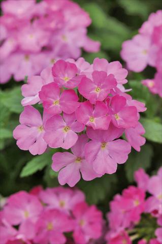 Photo de variété de fleurs à utiliser comme: Pot, patio, Suspension Verbena Compact Lascar® Big Pink