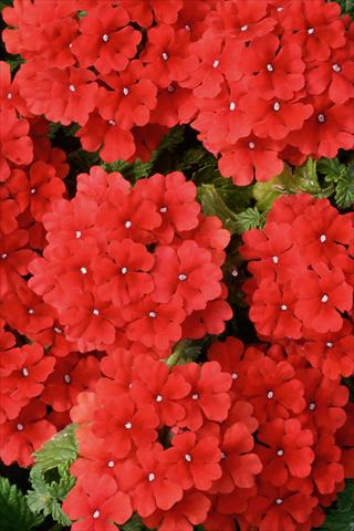 Photo de variété de fleurs à utiliser comme: Pot, patio, Suspension Verbena Fuego® Bright Red