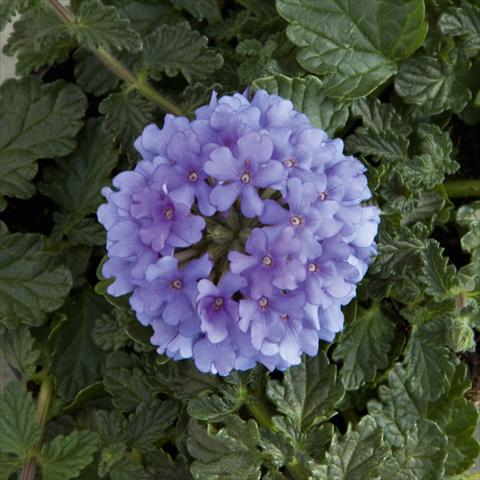 Photo de variété de fleurs à utiliser comme: Pot, patio, Suspension Verbena Fuego® Denim Blue