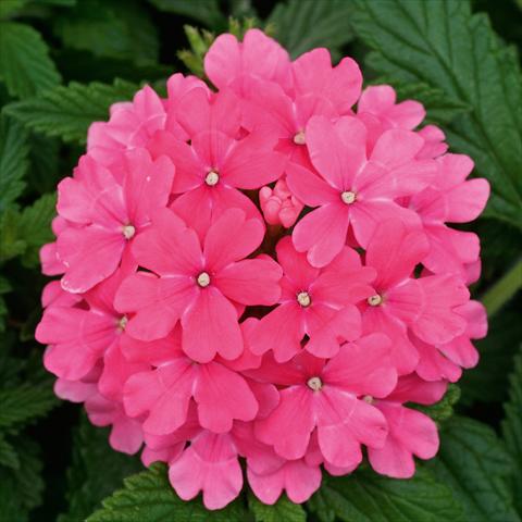 Photo de variété de fleurs à utiliser comme: Pot, patio, Suspension Verbena Fuego® Pink