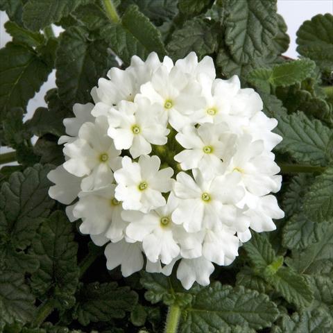 Photo de variété de fleurs à utiliser comme: Pot, patio, Suspension Verbena Fuego® White