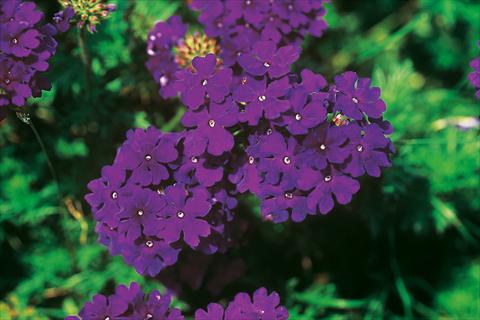 Photo de variété de fleurs à utiliser comme: Pot, patio, Suspension Verbena Lascar® Dark Blue