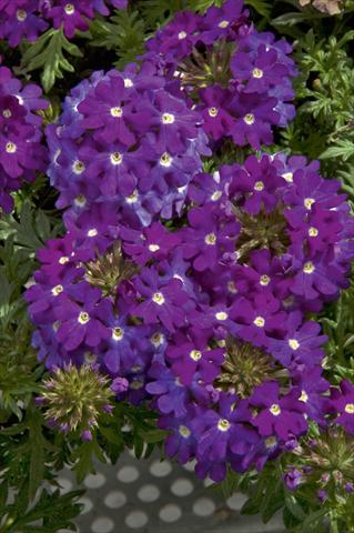 Photo de variété de fleurs à utiliser comme: Pot, patio, Suspension Verbena Lascar® Dark Violet with eye