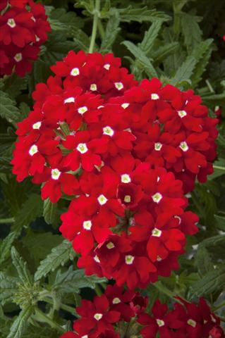 Photo de variété de fleurs à utiliser comme: Pot, patio, Suspension Verbena Lascar® Red with eye