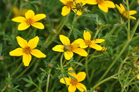 Photo de variété de fleurs à utiliser comme: Pot, Plante à massif, patio, Suspension Bidens ferulifolia Bee® Compact Patio Yellow