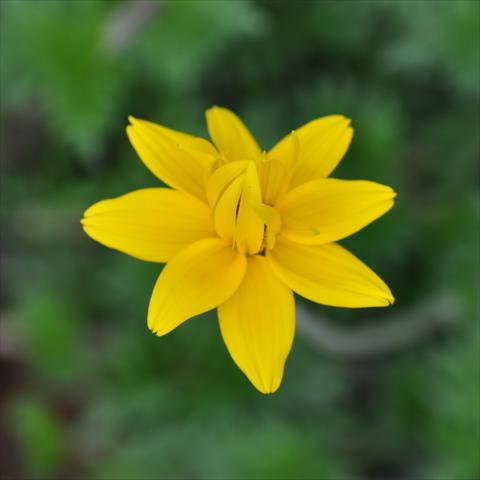Photo de variété de fleurs à utiliser comme: Pot, Plante à massif, patio, Suspension Bidens ferulifolia Bee® Double Yellow