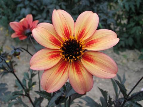 Photo de variété de fleurs à utiliser comme: Pot et Plante à massif Dahlia Mystic® Memories