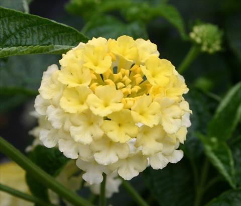 Photo de variété de fleurs à utiliser comme: Pot, Plante à massif, patio Lantana camara Evita® Citrus