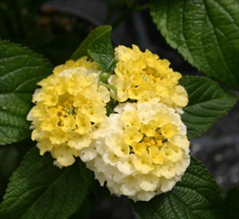 Photo de variété de fleurs à utiliser comme: Pot, Plante à massif, patio Lantana camara Evita® Lemon