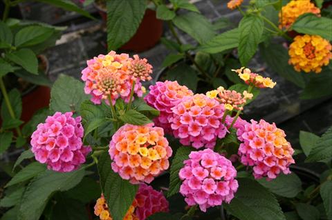 Photo de variété de fleurs à utiliser comme: Pot, Plante à massif, patio Lantana camara Evita® Rose