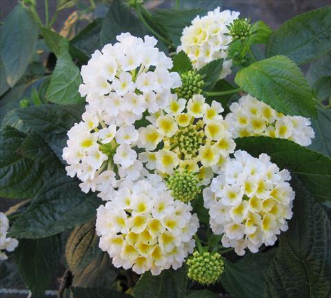 Photo de variété de fleurs à utiliser comme: Pot, Plante à massif, patio Lantana camara Evita® White