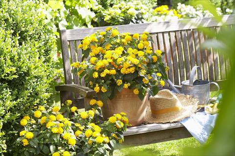 Photo de variété de fleurs à utiliser comme: Pot, Plante à massif, patio Lantana camara Yellow