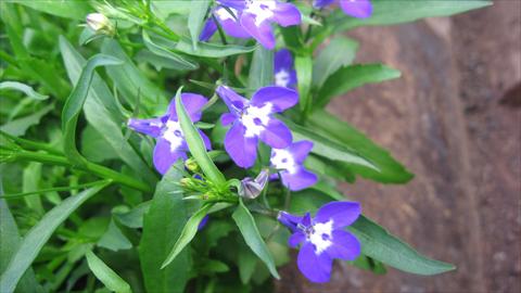 Photo de variété de fleurs à utiliser comme: Pot, Plante à massif, patio, Suspension Lobelia California® Dark Blue with eye
