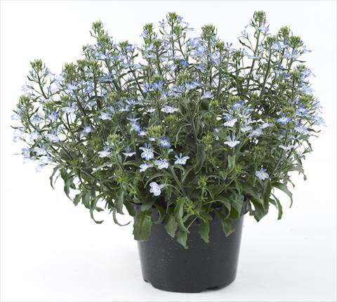 Photo de variété de fleurs à utiliser comme: Pot, Plante à massif, patio, Suspension Lobelia California® Light Blue White