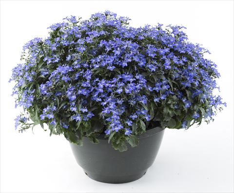 Photo de variété de fleurs à utiliser comme: Pot, Plante à massif, patio, Suspension Lobelia California® Sky Blue