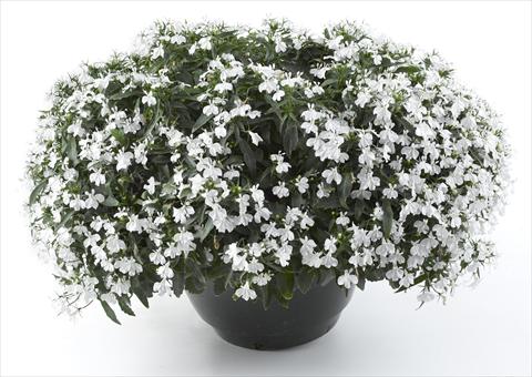 Photo de variété de fleurs à utiliser comme: Pot, Plante à massif, patio, Suspension Lobelia California® White