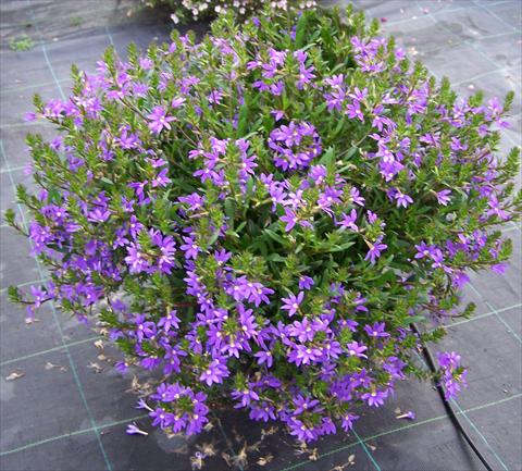 Photo de variété de fleurs à utiliser comme: Pot, patio, Suspension Scaevola aemula Compact Blue