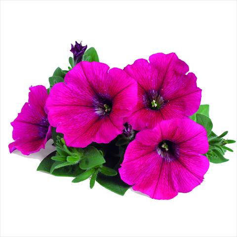 Photo de variété de fleurs à utiliser comme: Suspension / pot Petunia RED FOX Potunia® Neon