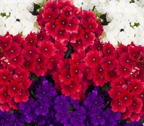 Photo de variété de fleurs à utiliser comme: Pot, patio, Suspension 3 Combo RED FOX Confetti Garden Trio Empress Liberty