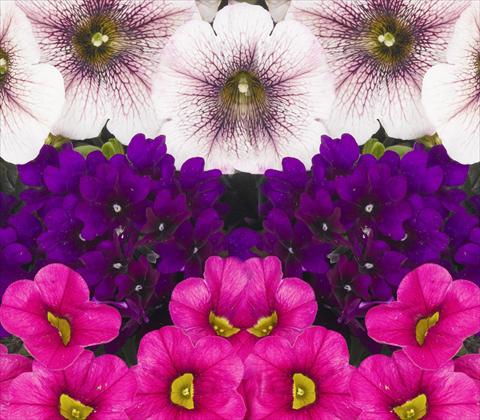 Photo de variété de fleurs à utiliser comme: Pot, patio, Suspension 3 Combo RED FOX Confetti Garden Trio Kir Royal