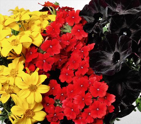 Photo de variété de fleurs à utiliser comme: Pot, patio, Suspension 3 Combo RED FOX Confetti Garden Trio Oktoberfest