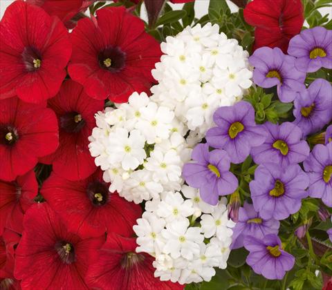 Photo de variété de fleurs à utiliser comme: Pot, patio, Suspension 3 Combo RED FOX Confetti Garden Trio Patriot