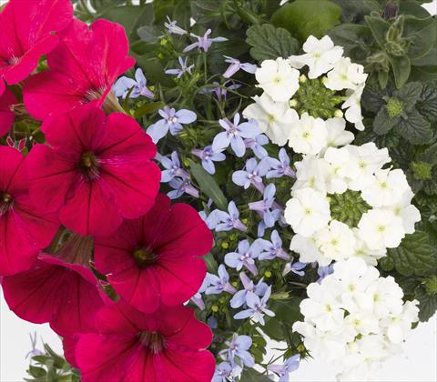 Photo de variété de fleurs à utiliser comme: Pot, patio, Suspension 3 Combo RED FOX Confetti Garden Trio Water Wonders