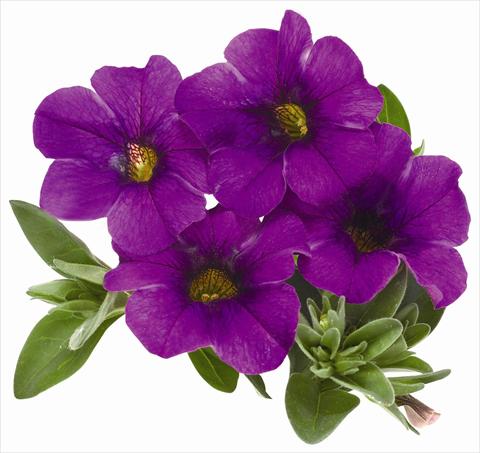 Photo de variété de fleurs à utiliser comme: Pot, patio, Suspension Calibrachoa RED FOX Aloha® Kona Dark Lavender