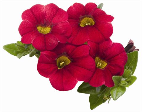 Photo de variété de fleurs à utiliser comme: Pot, patio, Suspension Calibrachoa RED FOX Aloha® Kona Dark Red