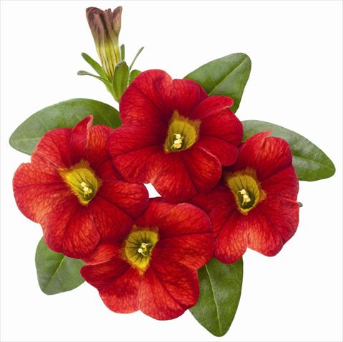 Photo de variété de fleurs à utiliser comme: Pot, patio, Suspension Calibrachoa RED FOX Aloha® Fire 2012