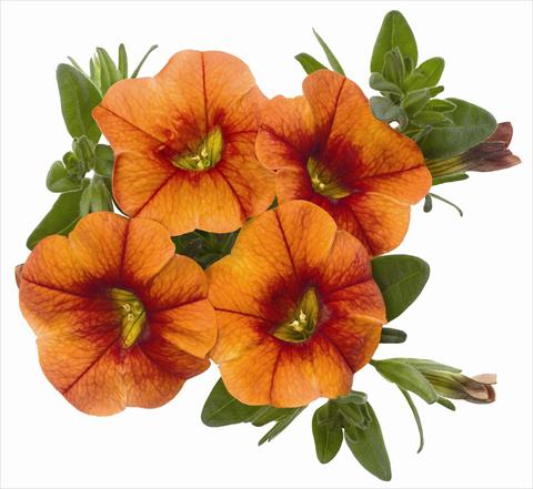 Photo de variété de fleurs à utiliser comme: Pot, patio, Suspension Calibrachoa RED FOX Aloha® Kona Hot Orange