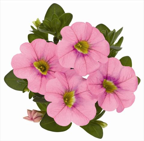Photo de variété de fleurs à utiliser comme: Pot, patio, Suspension Calibrachoa RED FOX Aloha® Kona Soft Pink