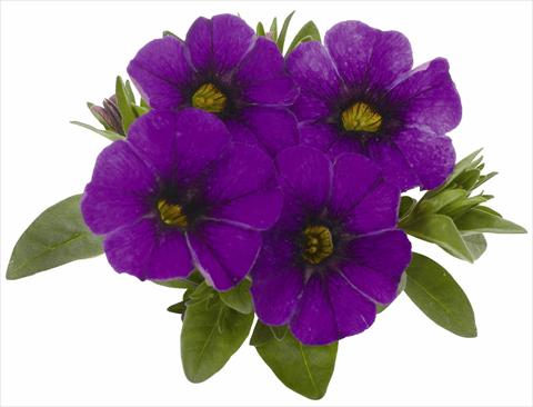 Photo de variété de fleurs à utiliser comme: Pot, patio, Suspension Calibrachoa RED FOX Aloha® Kona True Blue