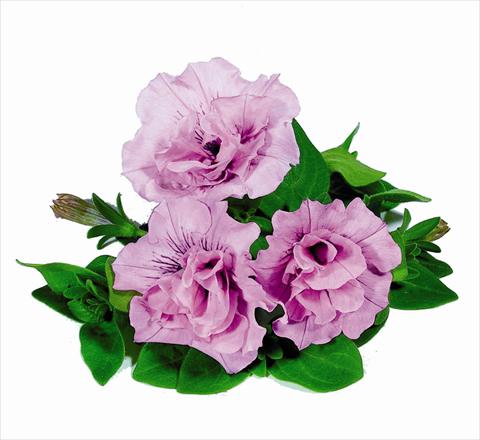 Photo de variété de fleurs à utiliser comme: Suspension / pot Petunia x hybrida RED FOX Double Surprise Soft Pink
