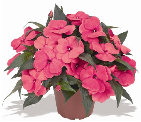 Photo de variété de fleurs à utiliser comme: Pot et Plante à massif Impatiens N. Guinea RED FOX Magnum Hot Pink