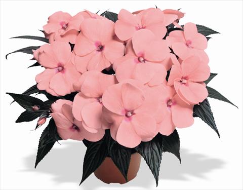 Photo de variété de fleurs à utiliser comme: Pot et Plante à massif Impatiens N. Guinea RED FOX Magnum Pink