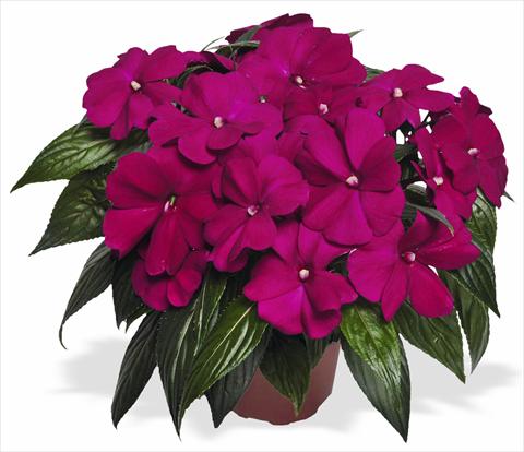 Photo de variété de fleurs à utiliser comme: Pot et Plante à massif Impatiens N. Guinea Magnum Purple