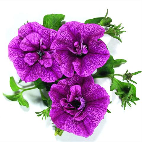 Photo de variété de fleurs à utiliser comme: Suspension / pot Petunia x hybrida RED FOX Double Surprise Purple Vein