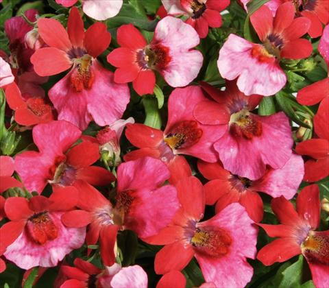Photo de variété de fleurs à utiliser comme: Suspension / pot Nemesia RED FOX Nemo Pink Shades
