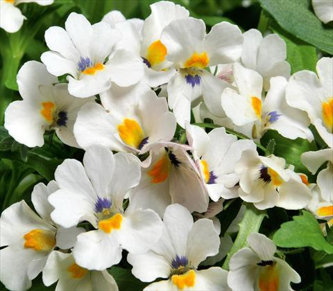 Photo de variété de fleurs à utiliser comme: Suspension / pot Nemesia RED FOX Nemo White