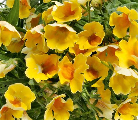 Photo de variété de fleurs à utiliser comme: Suspension / pot Nemesia RED FOX Nemo Yellow
