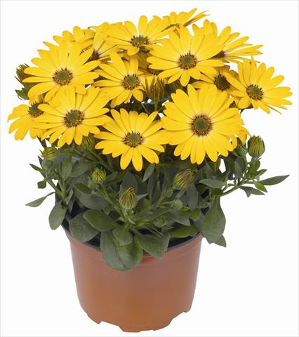 Photo de variété de fleurs à utiliser comme: Pot et Plante à massif Osteospermum RED FOX Summertime® Gold